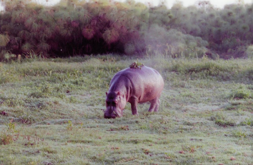 navasha_wildlife.JPG
