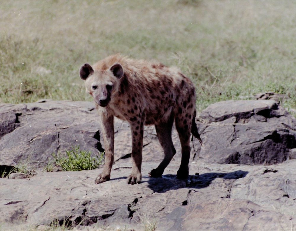safari_3 (2).JPG